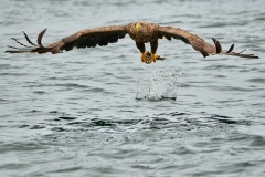064 Sea_Eagle - © Fernando Nigro